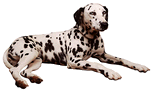 dalmation6.gif